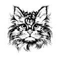 Fluffy cat face sketch hand drawn sketch Vector illustration Royalty Free Stock Photo