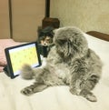 A fluffy cat and a funny tricolor cat are watching a computer game.