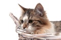 Fluffy cat lies in a basket on a white background Royalty Free Stock Photo