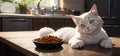 Fluffy cat lies on the kitchen table and looks at the bowl of food Royalty Free Stock Photo