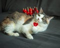 A fluffy cat lies on the sofa and plays with chopsticks with red hearts on the swords for the canapes Royalty Free Stock Photo
