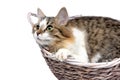 fluffy cat lies in a wicker basket close-up on a white background Royalty Free Stock Photo