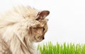 Fluffy cat looking ongreen grass