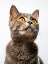 A fluffy cat looks attentively to the side and up. Generated by AI Royalty Free Stock Photo