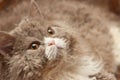 Fluffy cat looks up Royalty Free Stock Photo