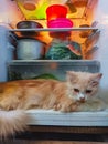 A fluffy cat lying inside an open refrigerator, surrounded by various food items and containers. The cat appears relaxed and Royalty Free Stock Photo
