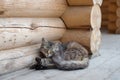 Fluffy cat lying on the porch of a village house from a log cabin