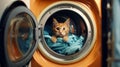 Home Cat in a Washing Machine. Accidental entrapment of cats in front-loading washing Royalty Free Stock Photo