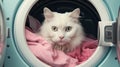 Home Cat in a Washing Machine. Accidental entrapment of cats in front-loading washing Royalty Free Stock Photo