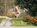 Cat playing in the garden tosses a caught rodent rat Royalty Free Stock Photo