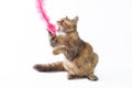Fluffy cat playing on white background Royalty Free Stock Photo