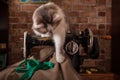 Fluffy cat plays and steals green measuring tape. Old sewing machine