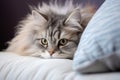 a fluffy cat purring on a soft pillow Royalty Free Stock Photo