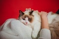 Fluffy cat Ragdoll on a white woman sweater