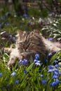 A fluffy cat rests on a meadow with blue snowdrop flowers. Spring background concept Royalty Free Stock Photo