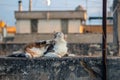 Fluffy cat scratching itself while lying on the wall Royalty Free Stock Photo