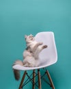 Fluffy cat sits on its hind legs with its muzzle and front paws up. Neva Masquerade cat is playing on a white chair Royalty Free Stock Photo