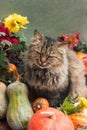 A fluffy cat sits near orange pumpkins and chrysanthemums. Autumn concept