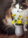 A fluffy cat sits next to a bunch of buttercups in a gray glass Royalty Free Stock Photo