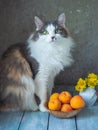 Fluffy cat sits on a table near a vase with apricots, rustic style simple bouquet of wild flowers