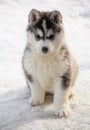 Portrait of Husky Puppy