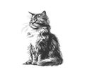 Fluffy cat sitting hand drawn sketch Pets. Vector illustration desing Royalty Free Stock Photo