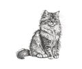 Fluffy cat sitting hand drawn sketch Pets. Vector illustration desing Royalty Free Stock Photo