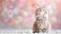 Fluffy Cat Sitting in Prayer Pose with Closed Eyes Royalty Free Stock Photo