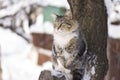 Fluffy cat sitting on a tree branch in winter Royalty Free Stock Photo