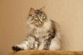 Fluffy cat Royalty Free Stock Photo