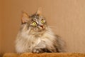 Fluffy cat Royalty Free Stock Photo