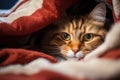 a fluffy cat tucked away peacefully under a warm blanket