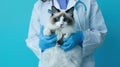 The fluffy cat and veterinarian.AI generated image Royalty Free Stock Photo