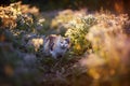 fluffy cat walks in the Bush bright flower flooded with sunlight warm light meadow in summer