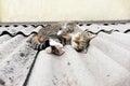 Fluffy cat walks down the street. The cat on the roof. Pet. Royalty Free Stock Photo