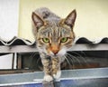 Fluffy cat walks down the street. The cat on the roof. Pet. Royalty Free Stock Photo