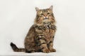 Fluffy cat on white background