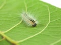 Fluffy caterpillar crawling on leaf Royalty Free Stock Photo