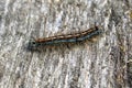 Fluffy caterpillar with many legs crawling on a wooden table Royalty Free Stock Photo