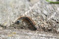Fluffy caterpillar with many legs crawling on a wooden table Royalty Free Stock Photo