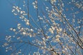 Fluffy catkins of alder