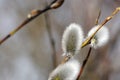 Fluffy Catkins in Spring Royalty Free Stock Photo