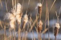 Fluffy cattail inflorescences on the river bank. Abstract natural background. Beautiful spring pattern