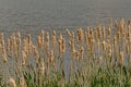 Fluffy cattail plants in the marsh - Typha