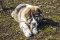 Fluffy Caucasian shepherd dog is lying on the ground Royalty Free Stock Photo