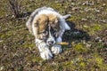 Fluffy Caucasian shepherd dog is lying on the ground and gnawing the stick Royalty Free Stock Photo