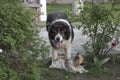 Fluffy Caucasian shepherd dog in the yard. Adult Caucasian Shepherd dog Royalty Free Stock Photo