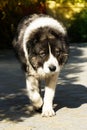 Fluffy Caucasian shepherd dog in the yard Royalty Free Stock Photo