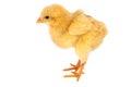 Fluffy Chick Isolated Royalty Free Stock Photo