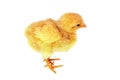 Fluffy Chick Isolated Royalty Free Stock Photo